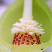 Image of Typhonium viridispathum  .