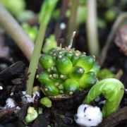 Image of Typhonium viridispathum  .