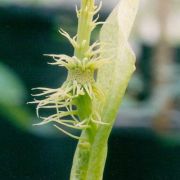 Image of Ulearum donburnsii  Croat & Feuerstein.