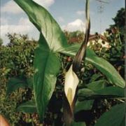 Image of Urospatha sagittifolia  (Rudge) Schott.