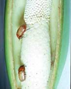 Fig. 5. Cyclocephala sp. in the floral chamber on the receptive female flowers. 