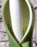 Fig. 6. Inflorescence (second day) with an erect spadice and secreting resin on the spathe. 
