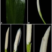 Fig. 1. A-C, E & F Bakoa sicula S.Y.Wong. D. Bakoa nakamotoi S.Y.Wong. A. Detail of leaf blade. Note the absence of prominent marginal veins. B. Inflorescence at onset of pistillate anthesis. C. Inflorescence at pistillate anthesis with nearside part of spathe artificially removed to reveal spadix. Note the stamens with flush pores. D. Inflorescence at pistillate anthesis with nearside part of spathe artificially removed to reveal spadix. Note the stamens with annulate pores. E. Detail of the pistillate flower zone (spathe artificially removed). F. Detail of the staminate flower zone, spathe has been artificlaly removed to reveal the extent of spadix/spathe adnation. A-C, E & F from K.Nakamoto AR3953. D from K.Nakamoto AR-3663. Images © P.C.Boyce.