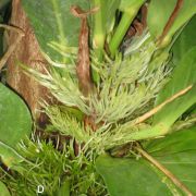 D. A close-up of the stem is almost obscured by the clusters of adventitious roots that grow out at each node. Some of these roots grow on and attach to the host tree, while others grow up vertically from 13 inches and then stop, ready to catch debris that falls onto the leaves and then slides down towards the central part of the plant.