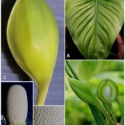 Fig. 6. Homalomena galbana Baharuddin S. & P.C.Boyce. A. Leaf blade, adaxial view. Note the distinct quilting of the leaf blade between the primary lateral veins. B. Detail of synflorescence. The inflorescence in the foreground is in the early stage of fruiting, that to the left is at post anthesis, and beginning to become declinate. The open inflorescence is at pistillate anthesis, the one directly behind will be open in three or four days. Just visible is a newly emerging inflorescence, with the rostrum already conspicuously bicoloured. C. Spathe. Note that it is deeply fornicate, and that the margins are recurved. D. Inflorescence at pistillate anthesis with spathe artificially removed. Note that the interpistillar staminodes exceed the associate pistil. Note, too, that the staminodes are directed downwards, and that the lowermost ones are appressed to the stipe. E. Detail of staminate zone. The clusters of 4 stamens per flower are easily seen. All images © Baharuddin Sulaiman.
