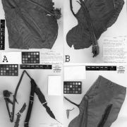 Fig. 6. A. Anthurium luteospathum Croat. (Sytsma 2610). A. Herbarium type specimen showing blade folded in two places, apex showing abaxial surface, left margin folded under, stem, petiole and two entire inflorescences. BC. Anthurium penonomense Croat. (Croat 67479). B. Herbarium type specimen showing blade folded, apex showing adaxial surface, petiole attached. C. Herbarium type specimen showing stem apex, petiole base, one entire infructescence (immature). D. Anthurium suethompsoniae Croat. (Thompson 4840). D. Herbarium type specimen showing blade folded, apex showing adaxial surface; petiole in two parts, shorter part attached to blade; entire inflorescence.