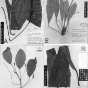 Fig. 4. A. Anthurium paloraense Croat. (Croat 90105). A. Herbarium type specimen showing blades folded, base and apex with adaxial surface. B. Anthurium quinonesiae Croat. (Forero 9632). B. Herbarium type specimen showing leaf blades with adaxial surface exposed except 2nd blade from leaf which has abaxial surface exposed. C. Anthurium riocojimiesense Croat. (Neill 11419). C. Herbarium type specimen showing leaf blade with predominantly abaxial surface exposed, middle blade abaxial surface exposed, right blade adaxial surface exposed. D. Anthurium trujilloi Croat. (Croat 100534). D. Herbarium type specimen showing blade folded three times, apex and center portion with adaxial surface exposed.