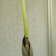 Image of Amorphophallus konkanensis  Hett., Yadav & Patil.