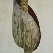 Image of Amorphophallus konkanensis  Hett., Yadav & Patil.