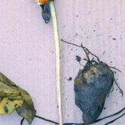 Image of Amorphophallus lacourii  Linden & Andre.