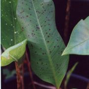 Image of Amorphophallus lacourii  Linden & Andre.