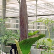 Image of Amorphophallus lambii  Mayo & Widjaja.