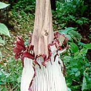 Image of Amorphophallus titanum  (Becc.) Becc. ex Arcangeli.