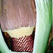 Image of Amorphophallus titanum  (Becc.) Becc. ex Arcangeli.