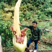 Image of Amorphophallus titanum  (Becc.) Becc. ex Arcangeli.