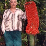 Image of Amorphophallus titanum  (Becc.) Becc. ex Arcangeli.